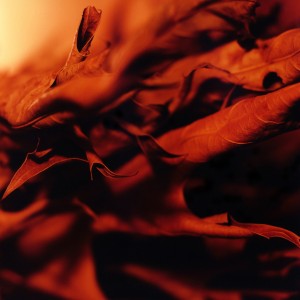 Abstract Leaves